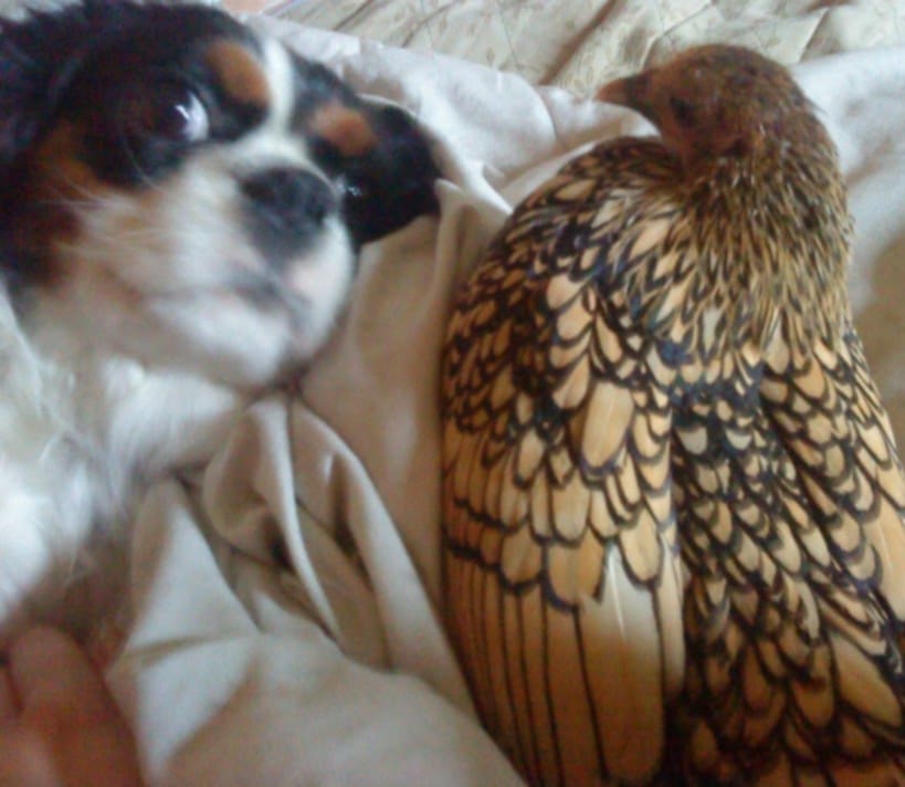 Un gentil chien et un petit oiseau devenus amis pendant la pension