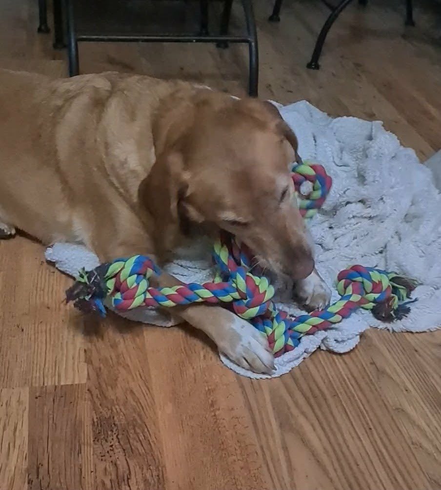 Un magnifique chiant mordant son jouet