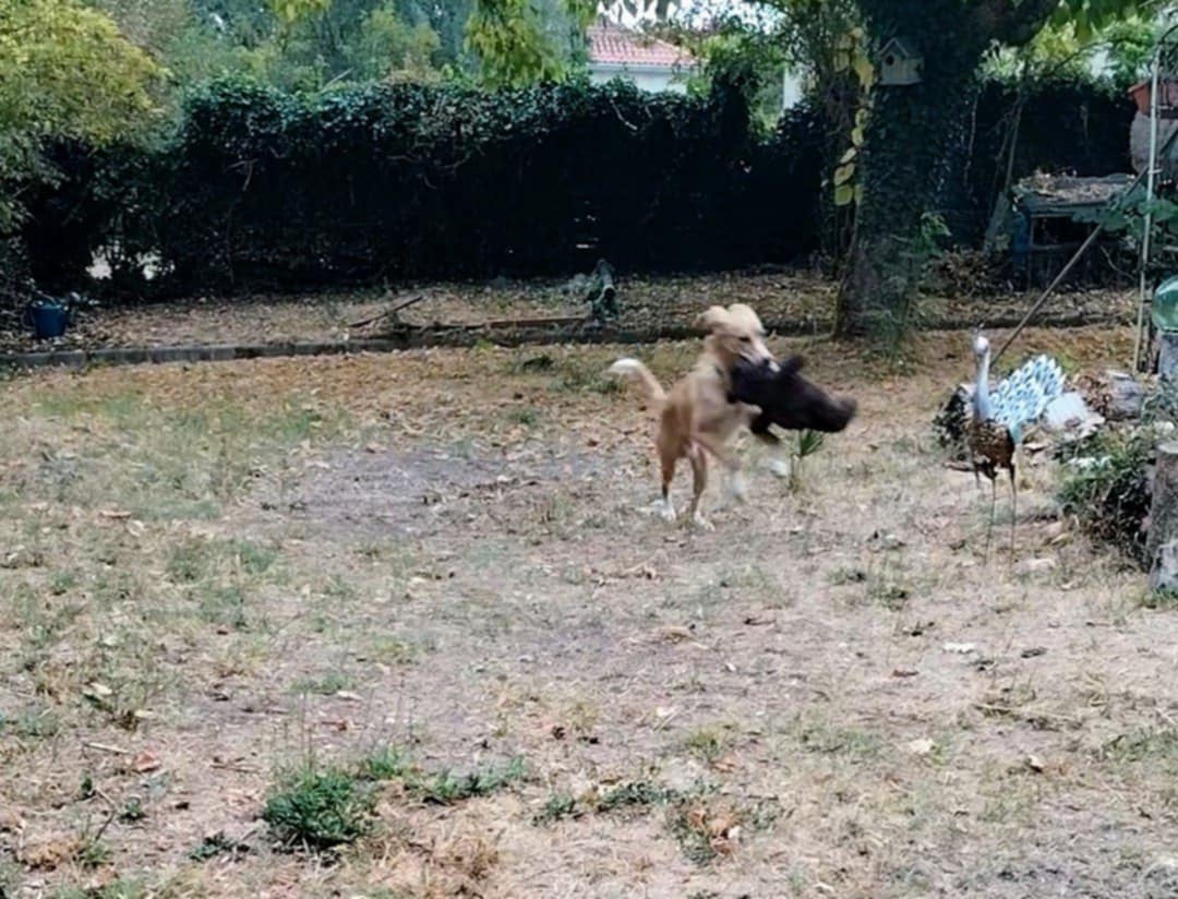 Oiseau de compagnie cajolé par la comportementaliste