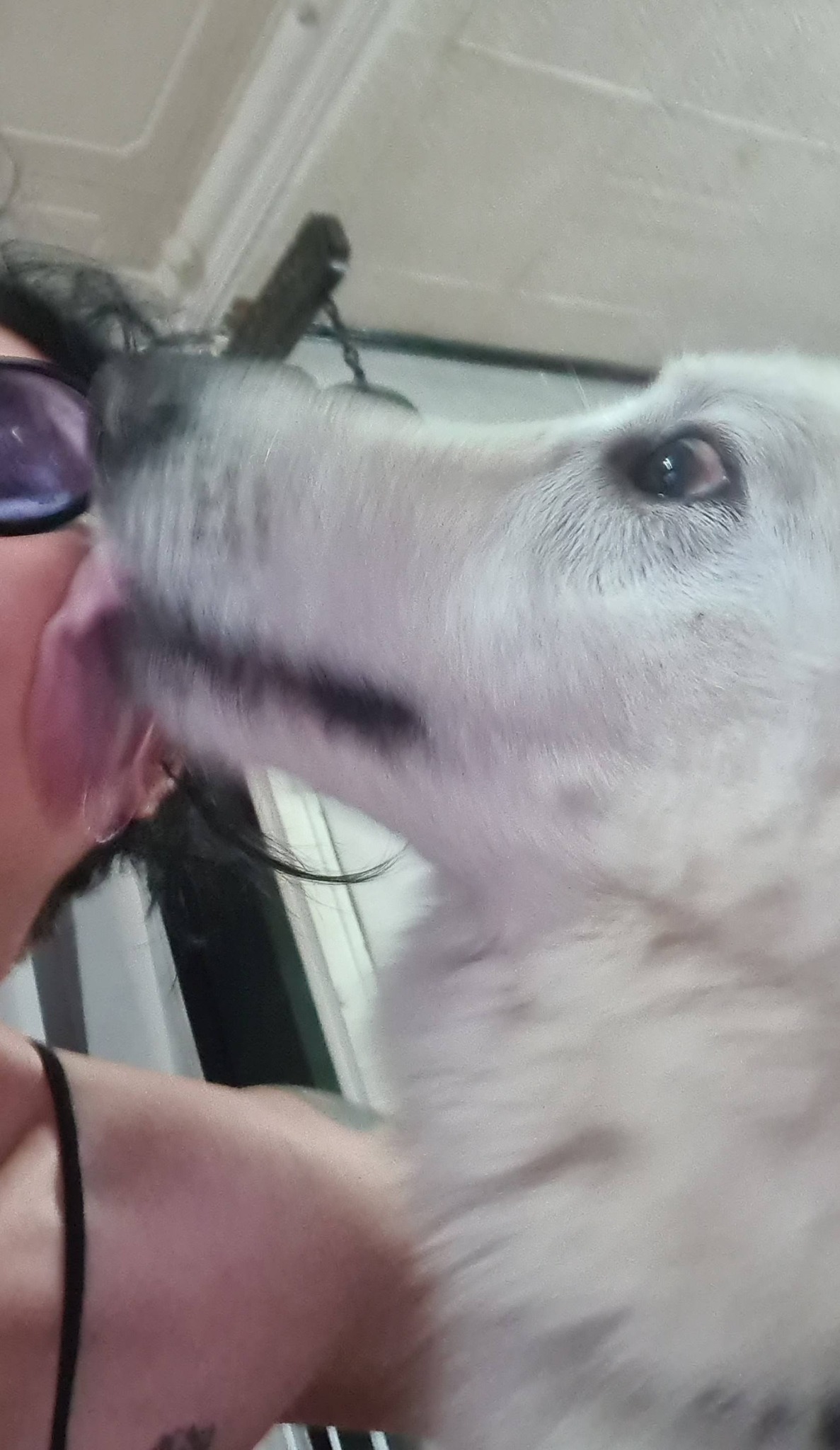 Portrait de chien souriant et épanoui confié pour le week-end