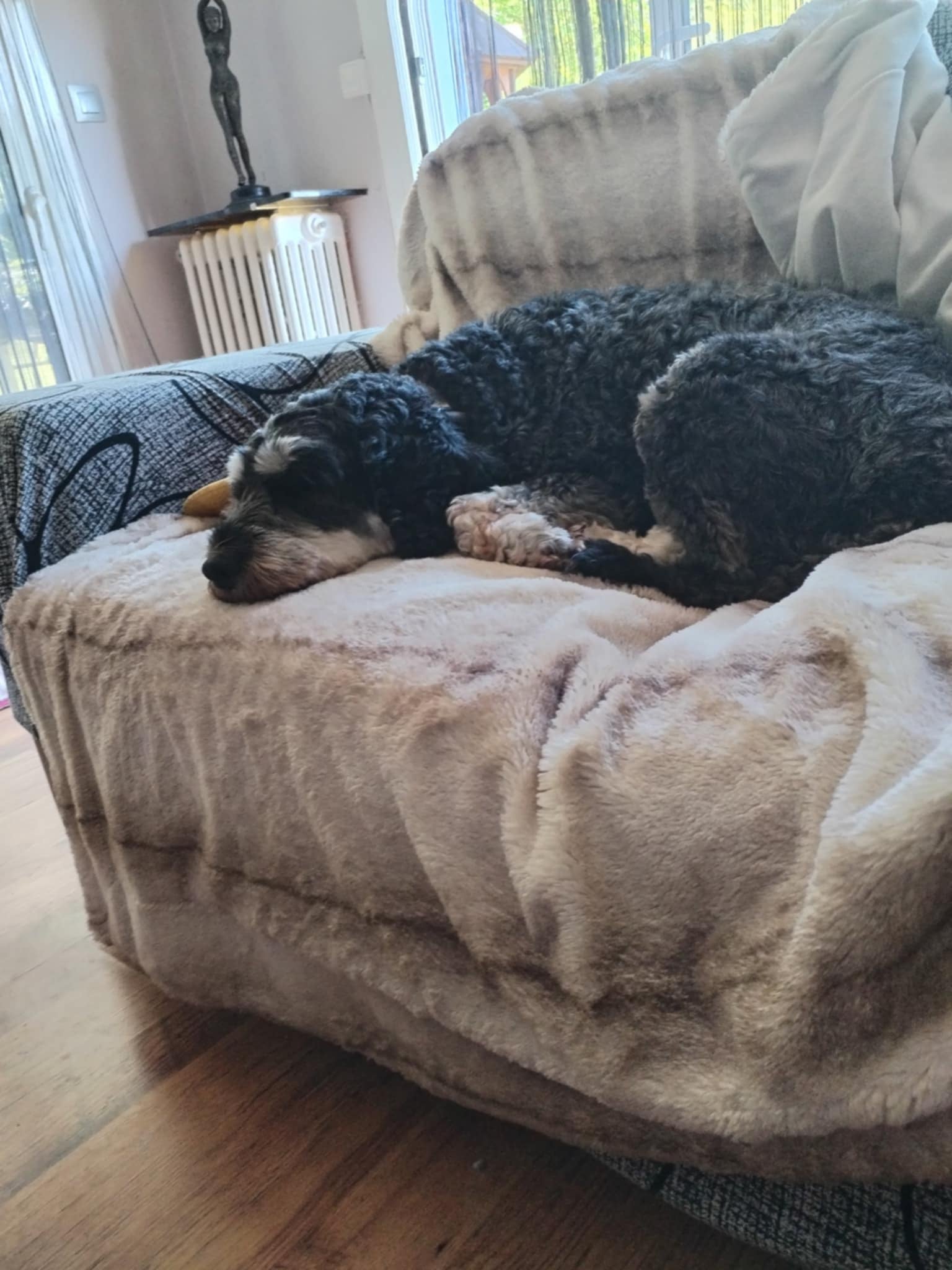 Grand chien se reposant sur le canapé