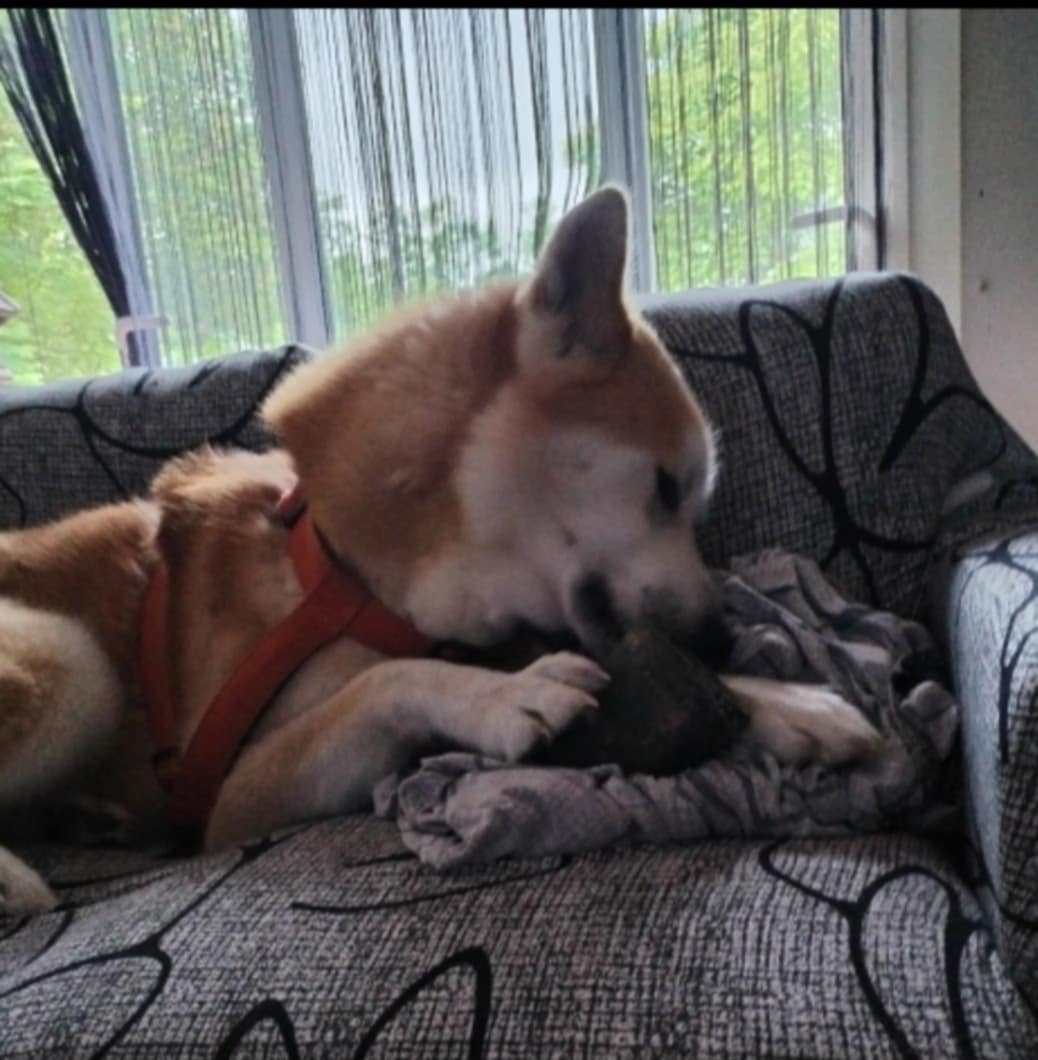 Jeune chien adorable jouant dans l'herbe du grand jardin clos