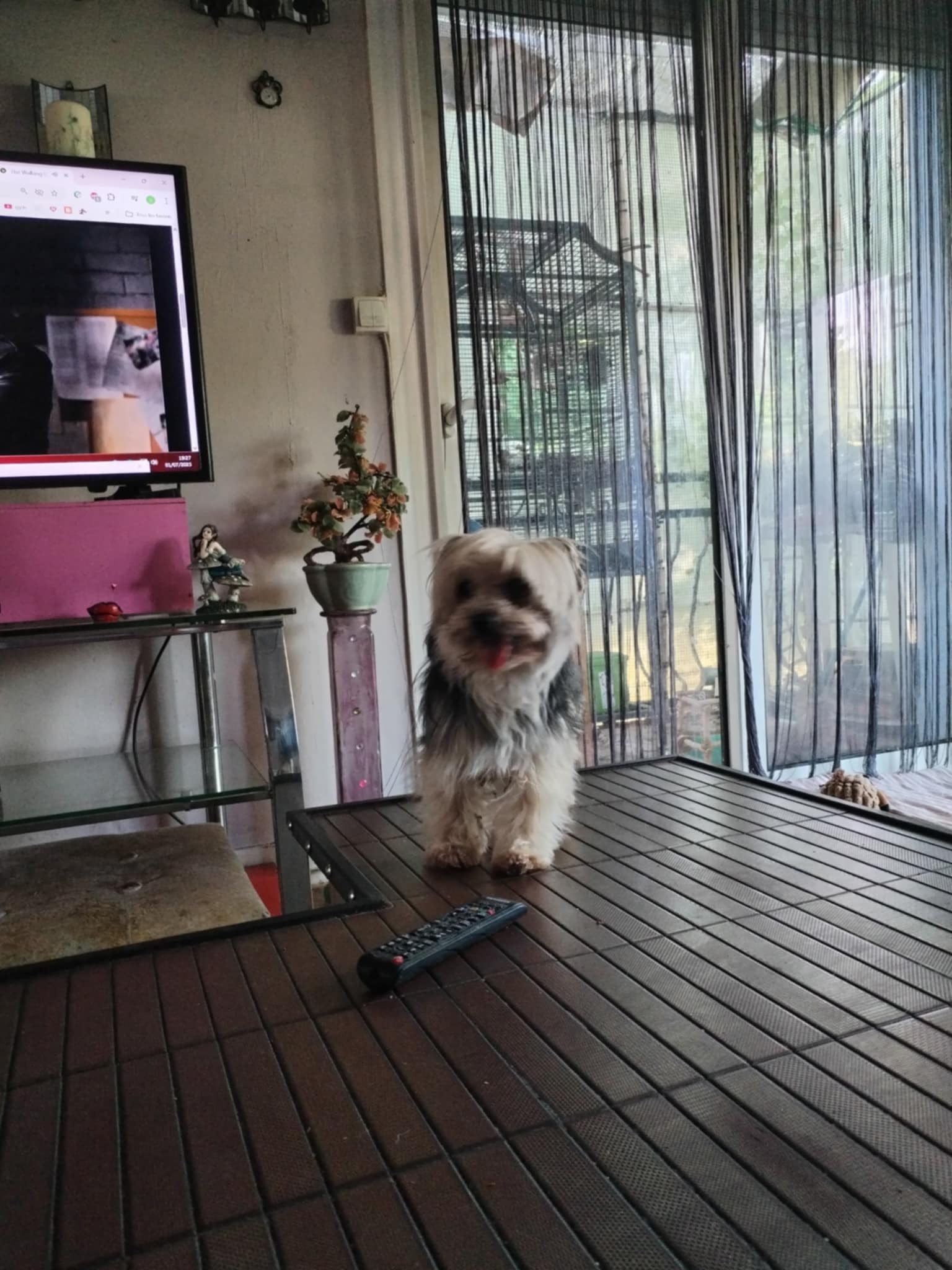 Chien drôle faisant le pitre dans le jardin de la Pet Sitter