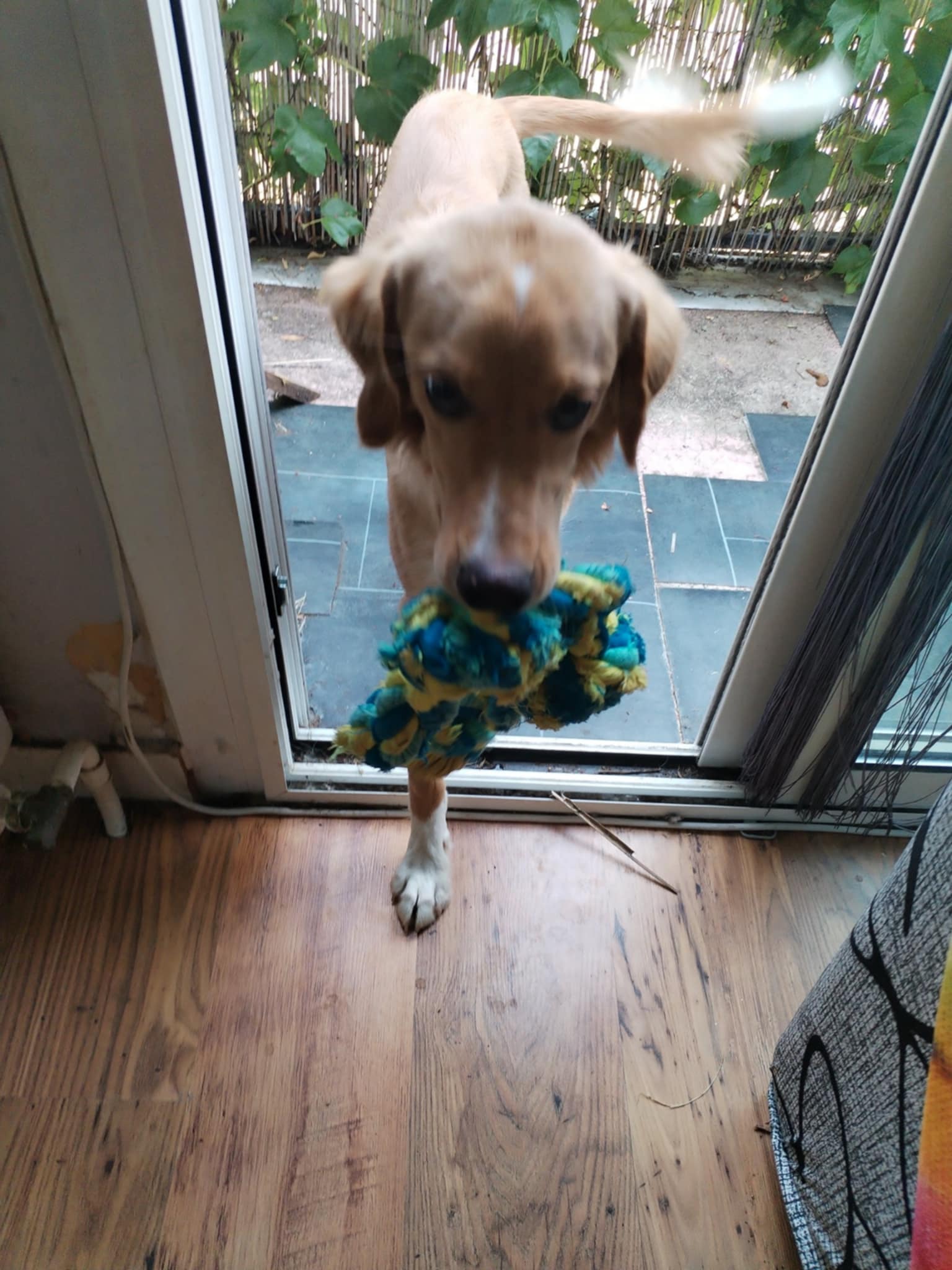 Élégant chien gardé précieusement pendant les vacances de ses maitres