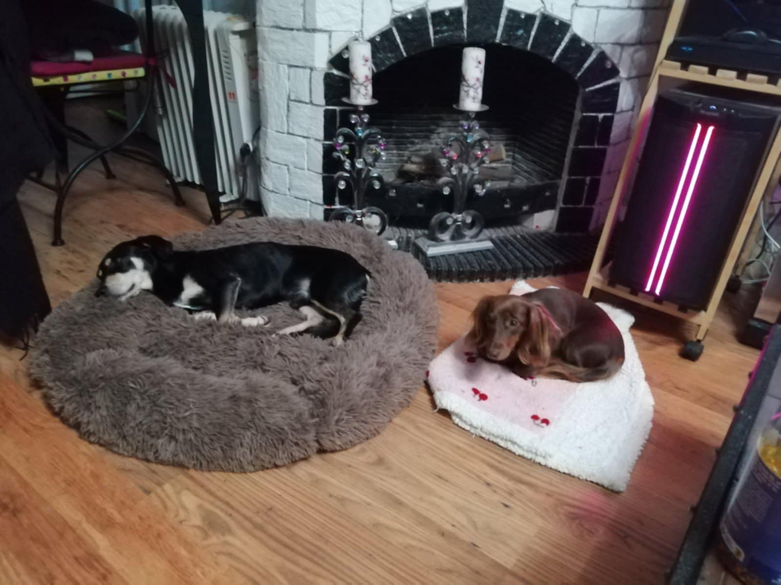 Séjour de détente et câlins assurés pour votre animal de compagnie