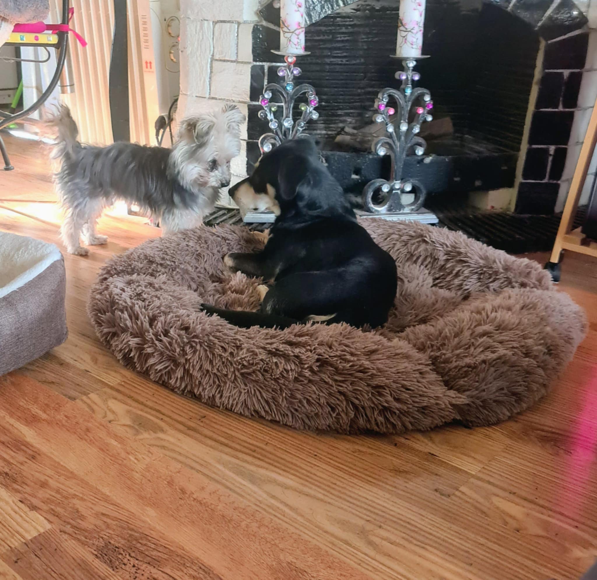 Portrait d'un chien heureux de son expérience pension