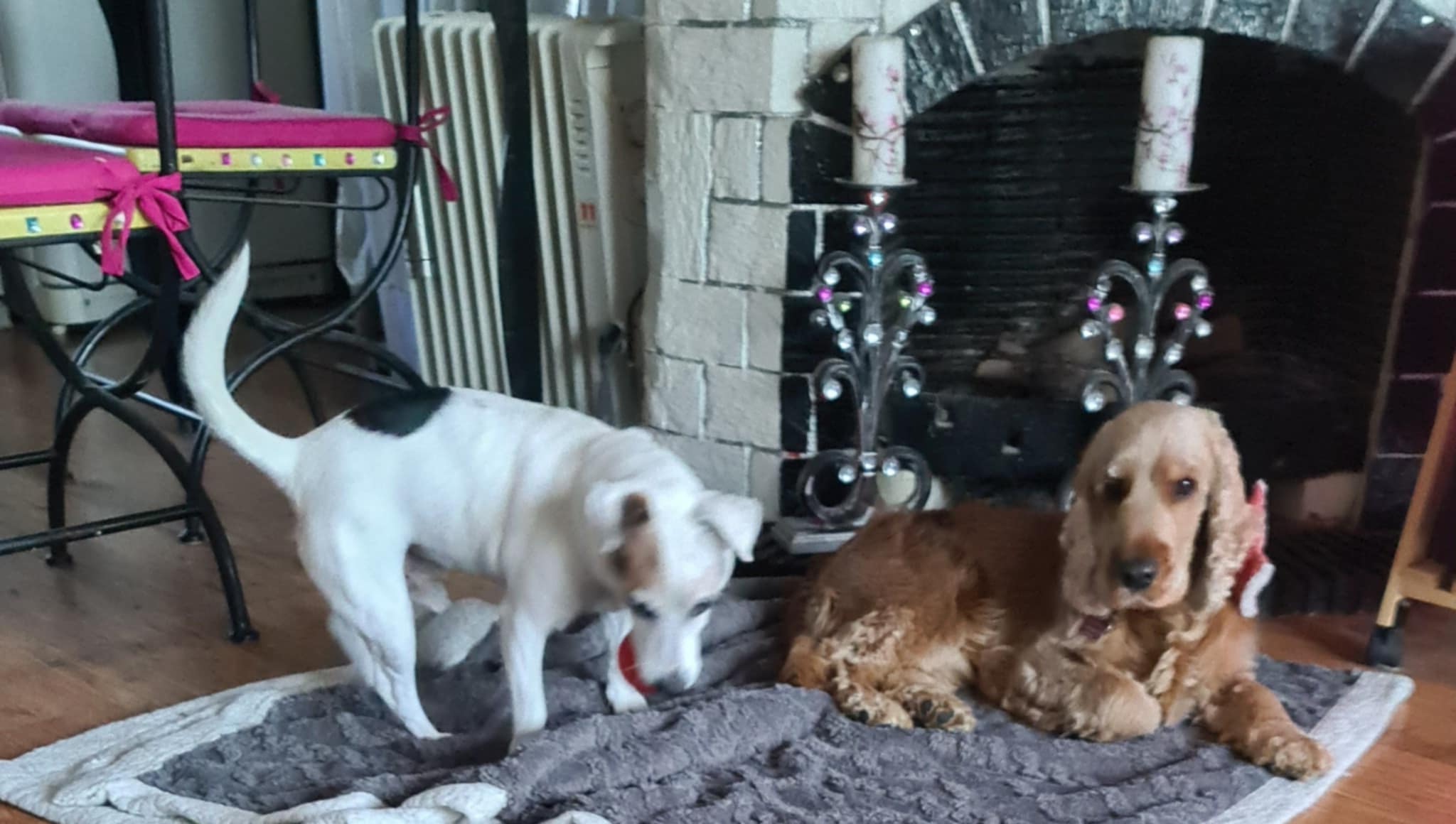 Chien se relaxant en intérieur chaleureux chez Sandrine