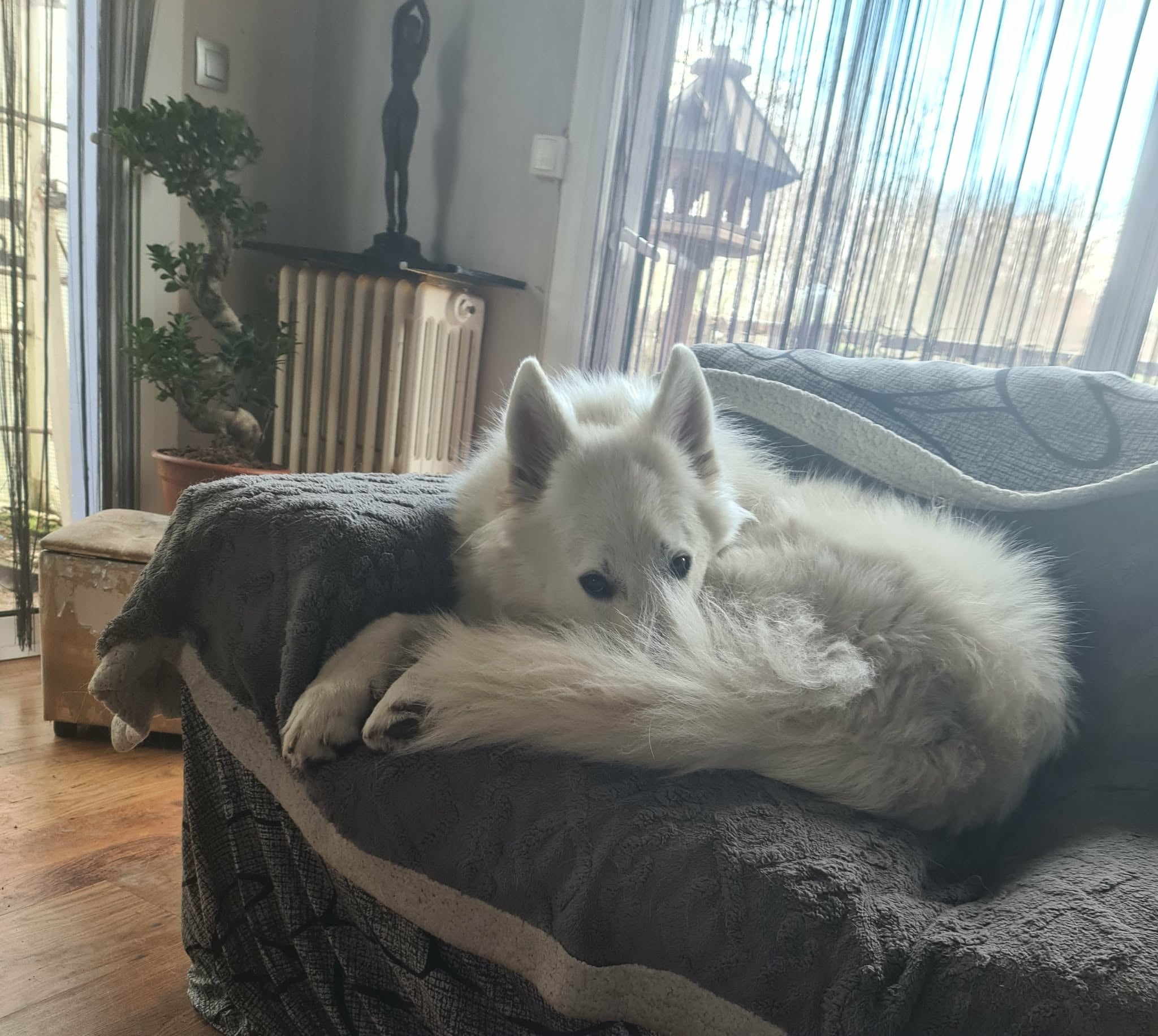 Pet sitter au parc en train de surveiller la meute