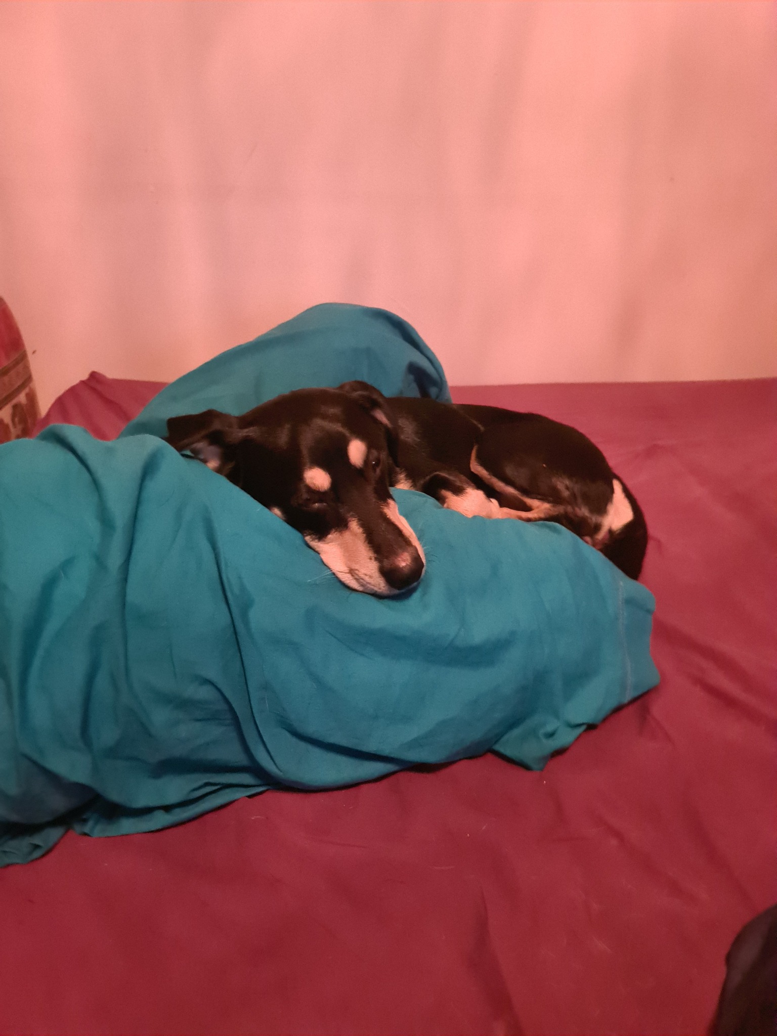 Chien se réveillant