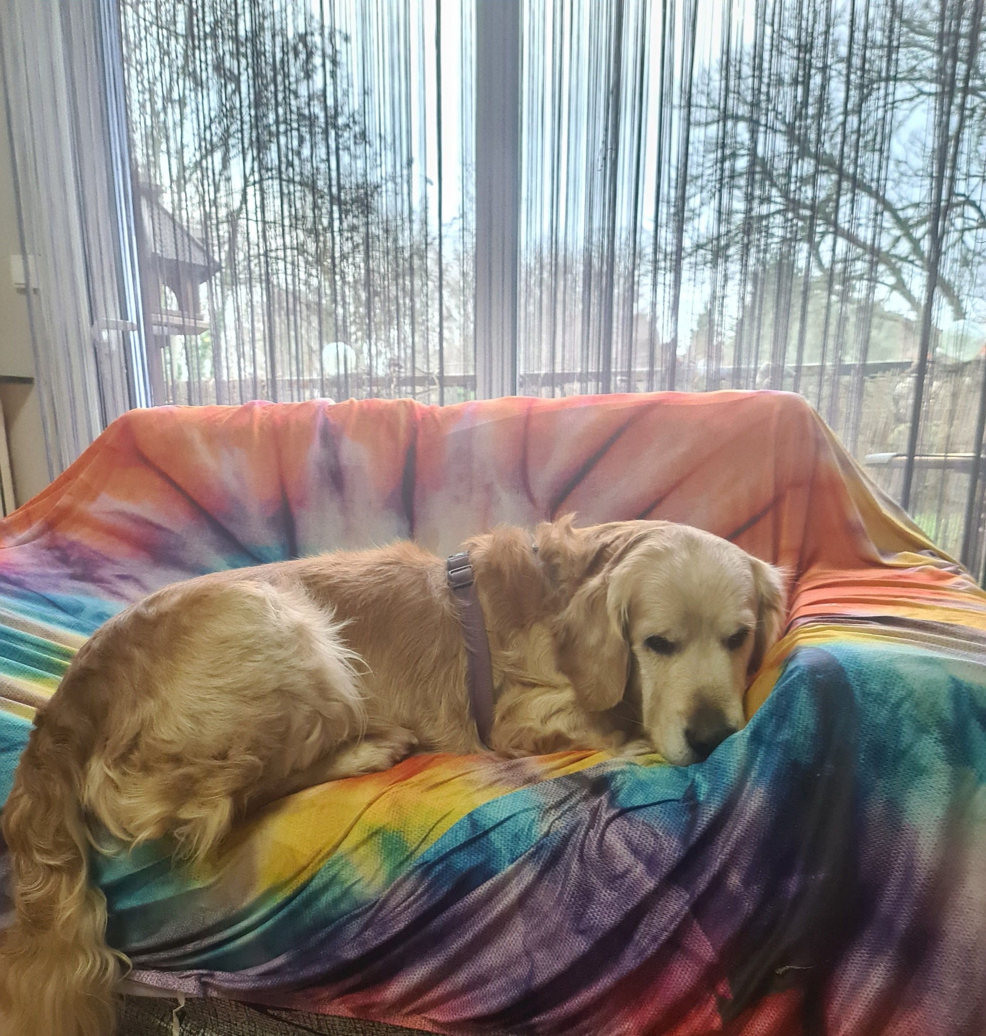 Labrador mignon dormant paisiblement